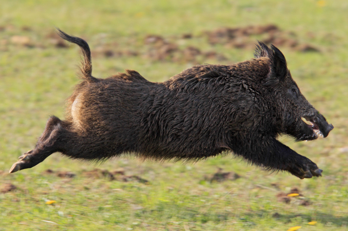 Sanglier1