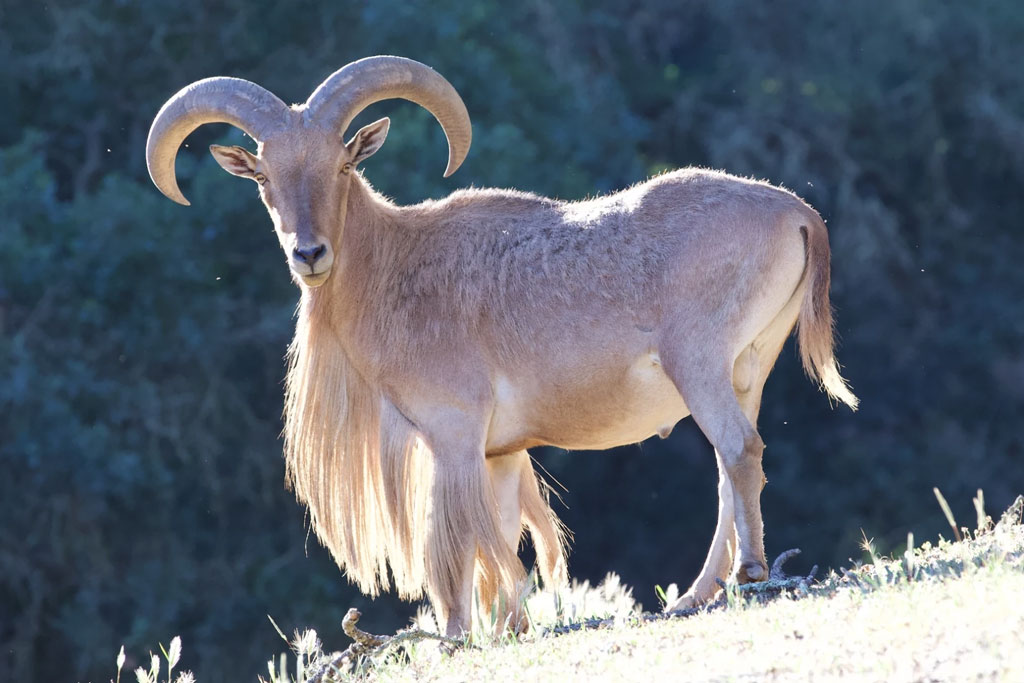 Mouflon